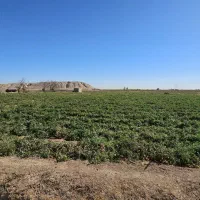 دامداری به همراه زمین و آب|فروش دفتر صنعتی، کشاورزی، تجاری|تاکستان, |دیوار