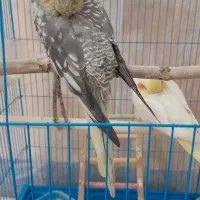 قفس پرنده مرغ عشق چوبی بزرگ