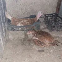 مرغ و بوقلمون کرچ