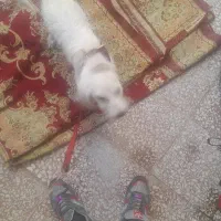 سگ خشگل کوچولو