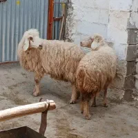 میش جوان ترکی