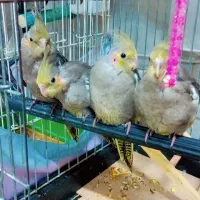 عروس هلندی ۵۰۰تومن|پرنده|قم, آزادگان|دیوار