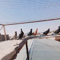 34کفتر سوراخ|پرنده|کرمان, |دیوار