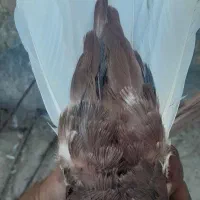 کبوترسرور سرخ دومسفید|پرنده|شیراز, شهرک گلها|دیوار