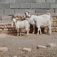 بزبزغالهدارجملیشیراسالممیشبره|حیوانات مزرعه|رضویه, |دیوار