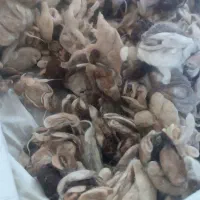 پشم گوسفند تمیز
