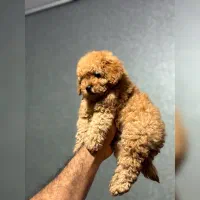 توی پودل دارک|سگ|تهران, گلستان (شهرک راه آهن)|دیوار