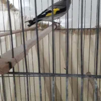 سهره کرمانی نرمست سالم