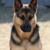 واگذاری ژرمن ورک ماده|سگ|شیراز, ارم|دیوار