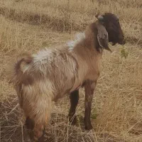بزنر