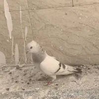 نقره ای یاسوسنی وقره طاووسی|پرنده|قم, مجیدیه|دیوار