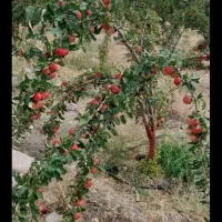 فروش باغ سیب|فروش زمین و ملک کلنگی|هفدر, |دیوار