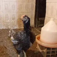 تخم مرغ لاری|حیوانات مزرعه|سبزوار, شهرک ابوذر|دیوار