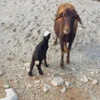 گوسفند و بره قوچ|حیوانات مزرعه|سیلاخور, |دیوار