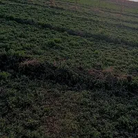 فروش زمین یونجه دو ساله
