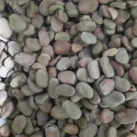 باقله بزری شاخ بزی درجه یک یک|خدمات باغبانی و درختکاری|خرمآباد, |دیوار