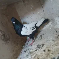 سه تا صید