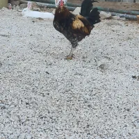 خروس|حیوانات مزرعه|سرپل ذهاب, |دیوار