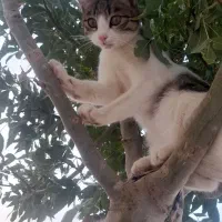 واگذاری گربه|گربه|شیروان (خراسان), |دیوار