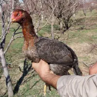 طاقچه لاری ۱۰ ماهه دم تخم