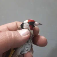 سره قناری نشون دارو عتیقه|پرنده|ری, ولی آباد|دیوار