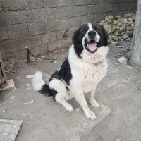 سگ چوپانی اصل