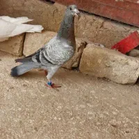 ۳تا جوجه کفتر