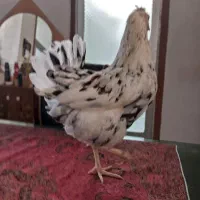 مرغ لاری، لاکندزی، گلین|حیوانات مزرعه|شاهین‌شهر, سعدی شمالی|دیوار