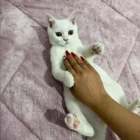 گربه بریتیش سه ماه