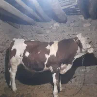 گوساله نرو ماده|حیوانات مزرعه|دهگلان, |دیوار