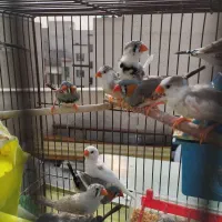 فنچ نروماده آماده جوجه کشی جفتی 250