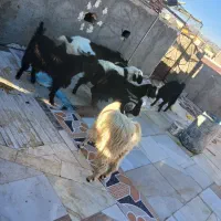 بز غاله نر|حیوانات مزرعه|سراوان, |دیوار