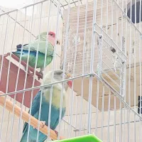 پرنده  طوطی برزیلی