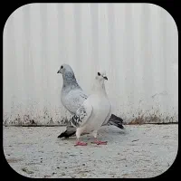 کبوتر کفتر شامی پلاکی برف برف