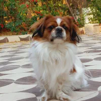 سگ نژاد پکنیز