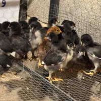 جوجه برهما،مرندی،تخم مرغ نطفه دار