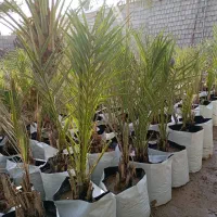 فروش انواع پاجوش|خدمات باغبانی و درختکاری|برازجان, |دیوار