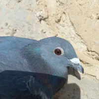 نرجان اردن|پرنده|زهک, |دیوار