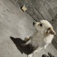 شیتزو|سگ|جیرفت, |دیوار