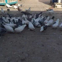 کبوتر|پرنده|ازنا, |دیوار