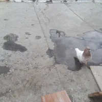 کبوتر طوقی نر باشی ساری