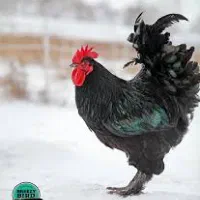 مرغ و خروس و مرغ سیاه و سفید برا قربانی
