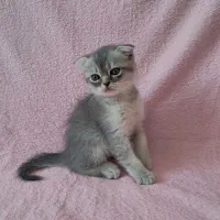 گربه های نانازی