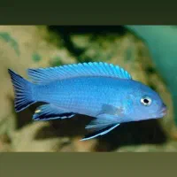 ماهی سیچلاید ماکرو رایگان