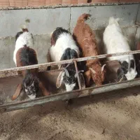 بزغاله|حیوانات مزرعه|سیمین شهر, |دیوار