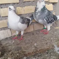 کبوتر