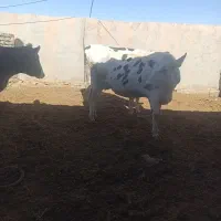 گاو شیری|حیوانات مزرعه|سده (خراسان جنوبی), |دیوار