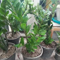 زامفولیا|گل و گیاه طبیعی|کرمانشاه, |دیوار