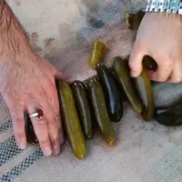 فروش انواع  خیار شور و ترشی جات تحویل در محل|عمده‌فروشی|لالجین, |دیوار