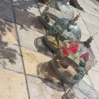 سهره
